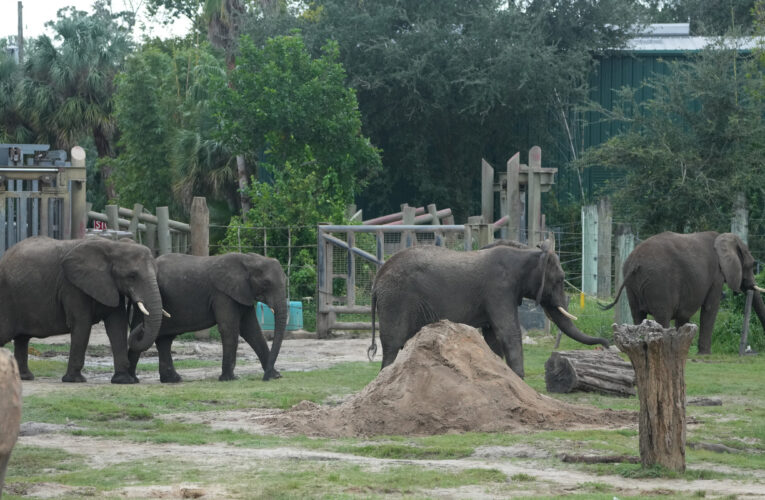 How Tampa’s zoo and aquarium are preparing for Hurricane Milton’s arrival