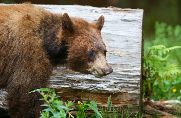 Noni the Black Bear, Known Fondly as ‘Twinkle Toes,’ Dies