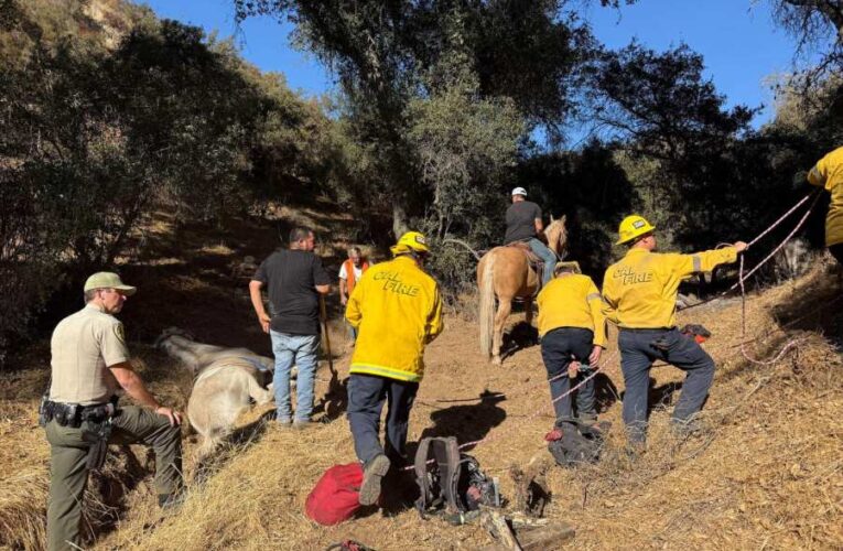 Trapped horse named ‘Tequila’ rescued from ditch in Yucaipa