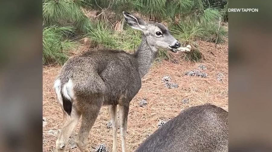 wildlife-crews-search-for-injured-deer-with-bone-lodged-in-mouth-in-hollywood-hills