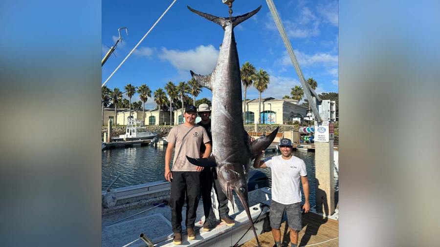 fishermen-catch-492-pound-swordfish-off-coast-of-san-diego