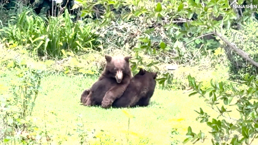 playful-bears-spotted-wrestling-in-arcadia-neighborhood