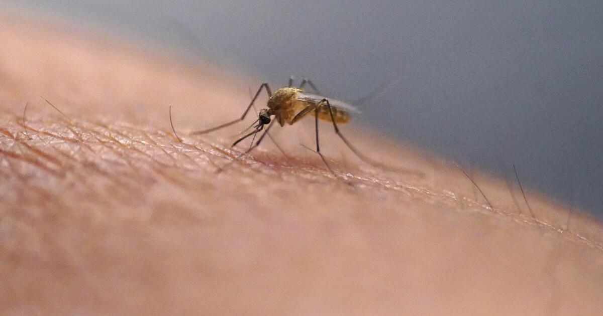 ‘small-local-outbreak’-of-mosquito-borne-dengue-virus-reported-in-baldwin-park