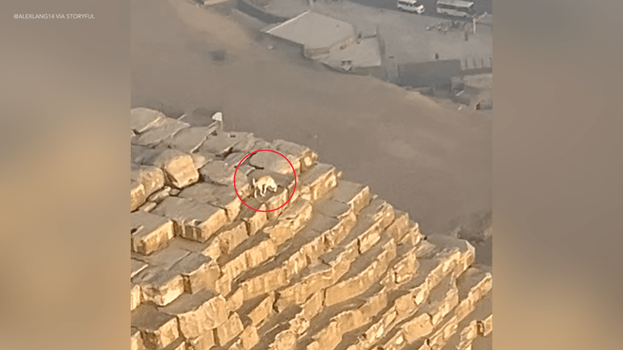 dog-spotted-on-top-of-great-pyramid-of-giza 