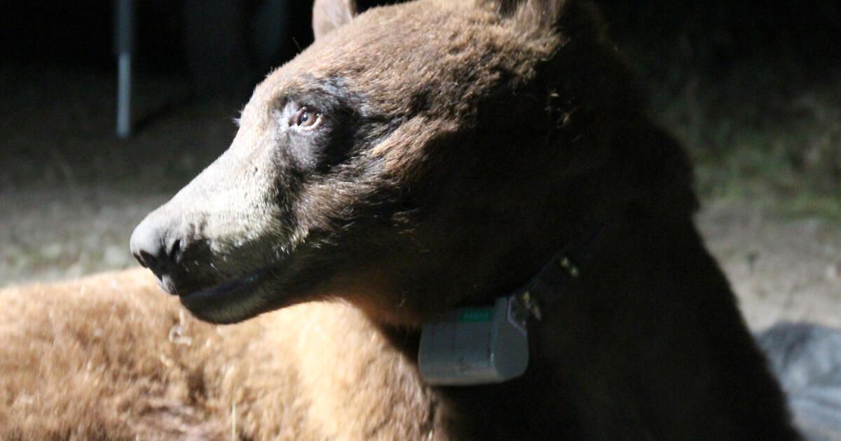 female-black-bear-appears-to-return-to-the-san-fernando-valley,-captured-on-nearby-security-cameras