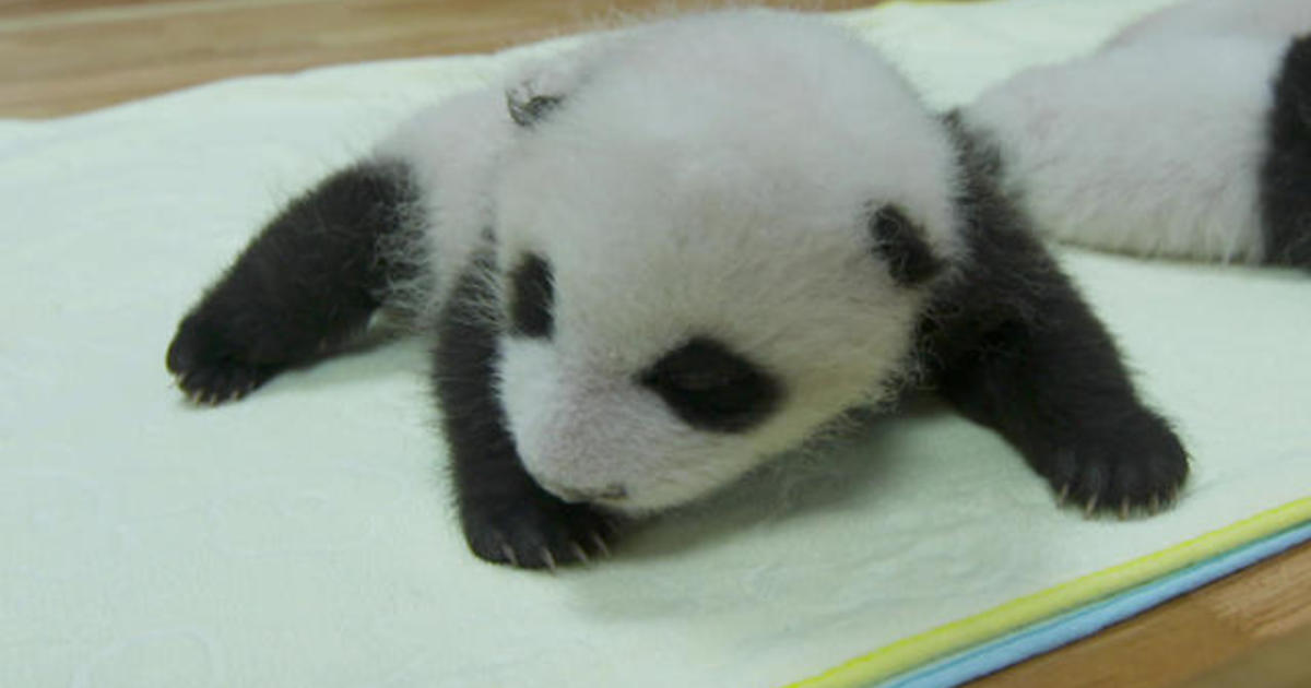 a-rare-look-inside-a-giant-panda-nursery-|-60-minutes-archive