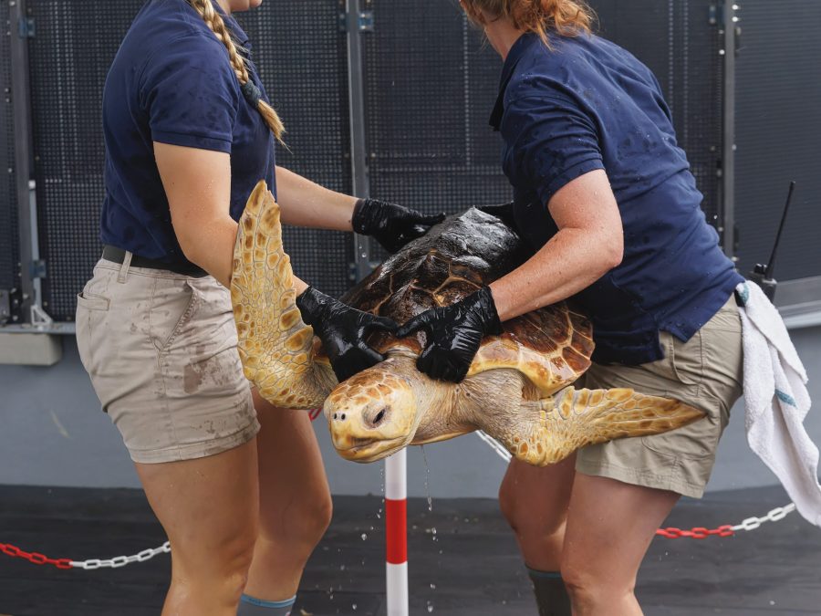 aquarium-of-the-pacific-releases-rehabilitated-endangered-sea-turtle-off-southern-california-coast