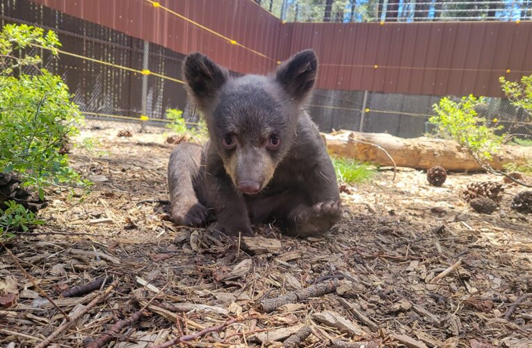 Noni the Bear, Fondly Known as ‘Twinkle Toes,’ Dies