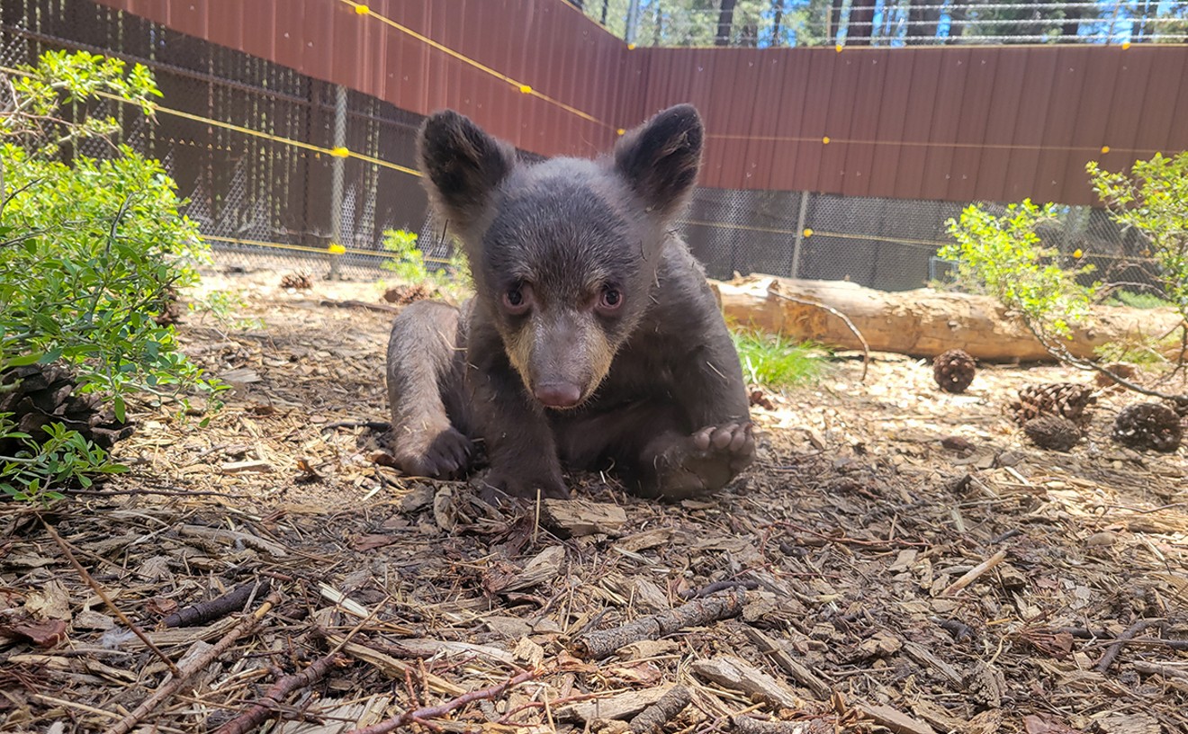 noni-the-bear,-fondly-known-as-‘twinkle-toes,’-dies