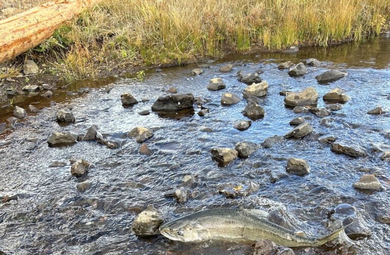 Salmon Spotted in Klamath Basin for First Time in More Than a Century