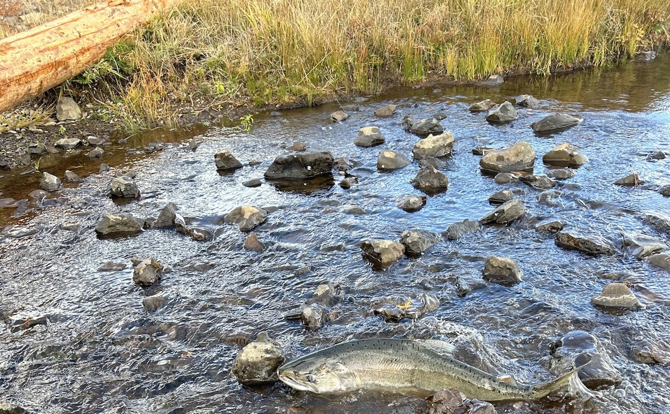 salmon-spotted-in-klamath-basin-for-first-time-in-more-than-a-century