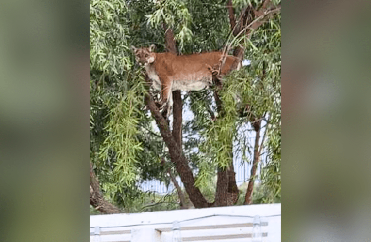 ‘I thought it was a bird’: Man finds mountain lion perched in backyard of Los Angeles County home