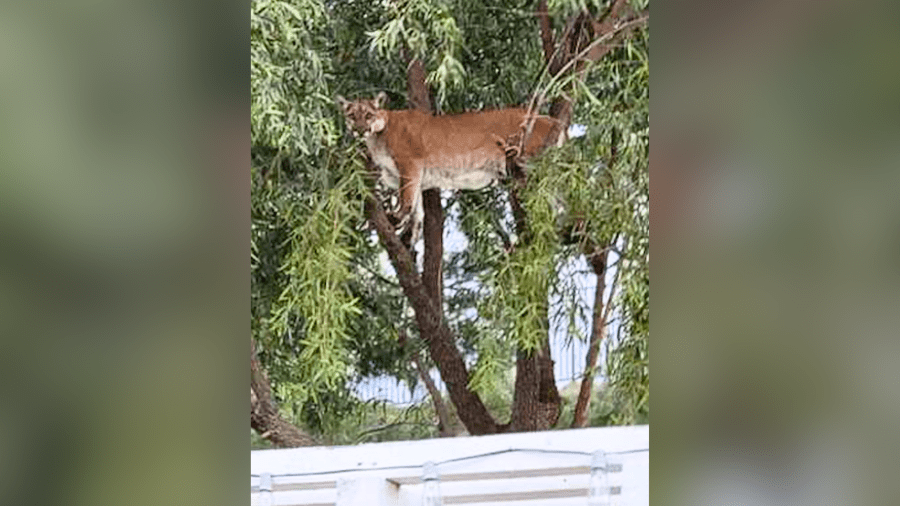 ‘i-thought-it-was-a-bird’:-man-finds-mountain-lion-perched-in-backyard-of-los-angeles-county-home