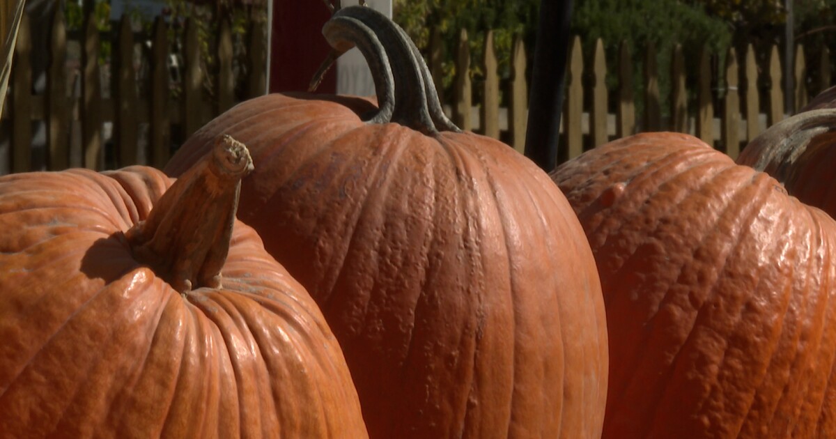 santa-barbara-county-sheriff’s-office-hosting-pumpkin-decorating-contest