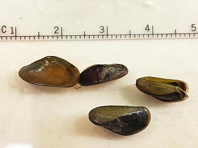 Invasive mussel found in North America for first time, poses immediate threat in California’s delta