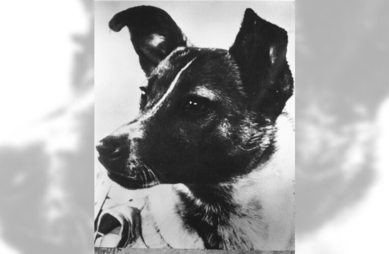 Today in History: November 3, Sputnik 2 carries first animal into space