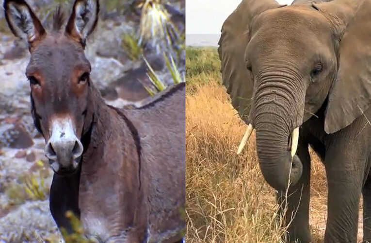 Nature: Donkeys and elephants