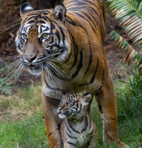 PHOTOS: Baby Sumatran tiger cub debuts at San Diego Zoo Safari Park