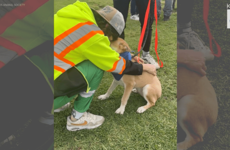 Nearly 400 pets find homes in Southern California super adoption event