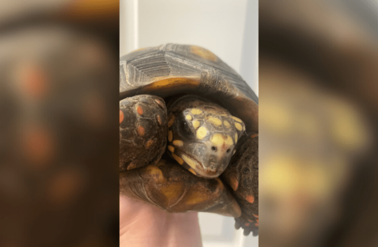 Los Angeles family pleading for return of stolen tortoise 