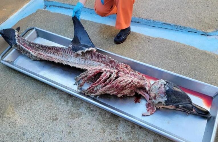 Butchered remains of dolphin with organs removed found on beach