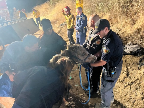 Miniature horse named ‘Butter’ rescued from well in Riverside County