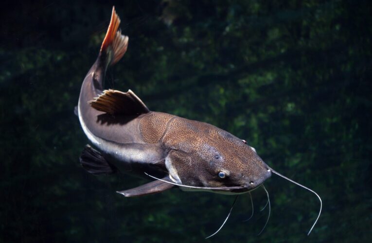 Catfish Derby Returns to Lake Cahuilla Veterans Regional Park