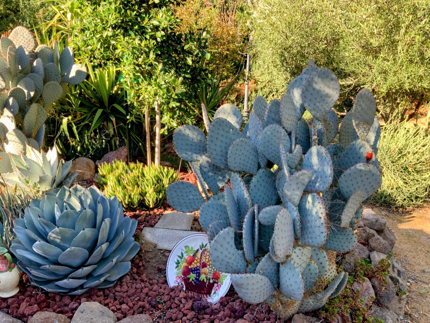 the-chameleon-santa-rita-prickly-pear-cactus-|-red-bluff-garden-club