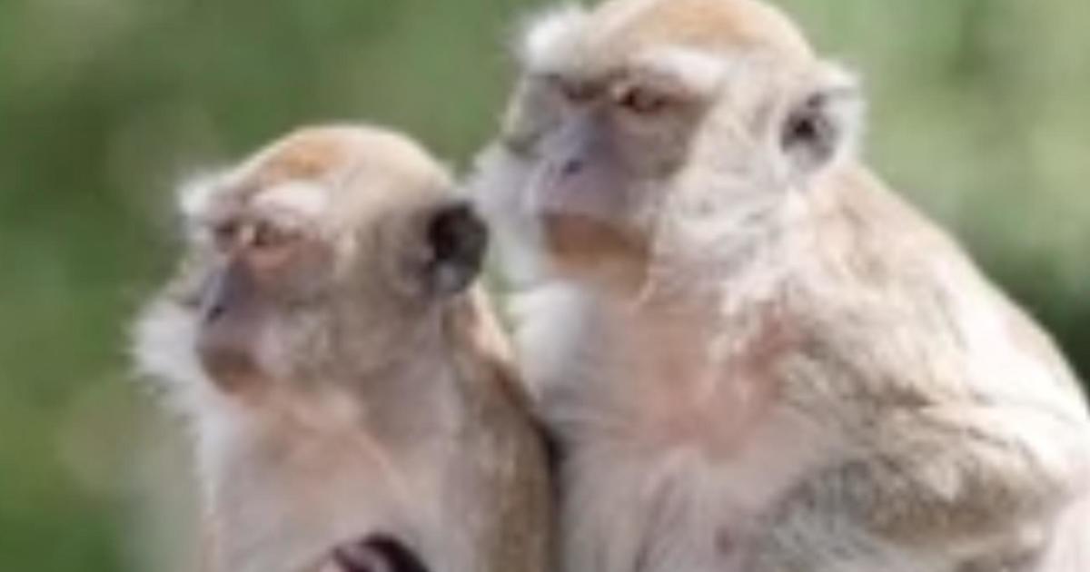 dozens-of-monkeys-escape-south-carolina-research-facility,-residents-warned-to-lock-doors,-windows