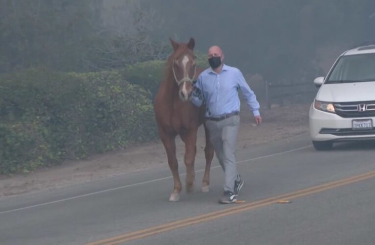 WATCH: Man rescues horse from Mountain Fire’s path