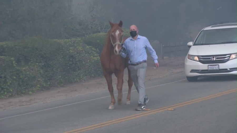 watch:-man-rescues-horse-from-mountain-fire’s-path