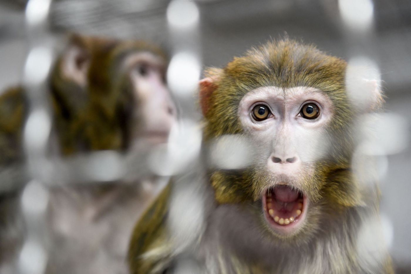 43-monkeys-escape-from-a-south-carolina-medical-lab.-police-say-there-is-no-serious-danger