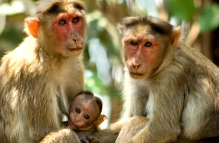 43 monkeys escape South Carolina research facility