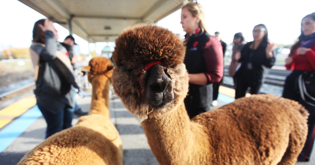 5-llamas-escape-owner,-go-for-stroll-on-utah-train-tracks