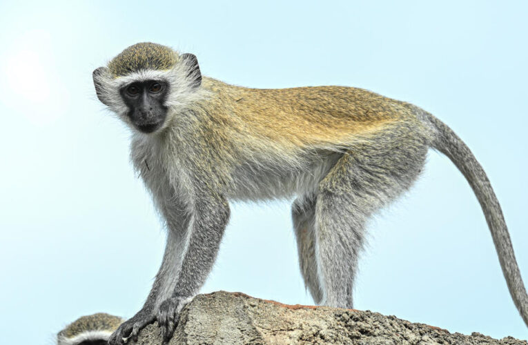 Tennessee woman shoots monkey who tried to attack her