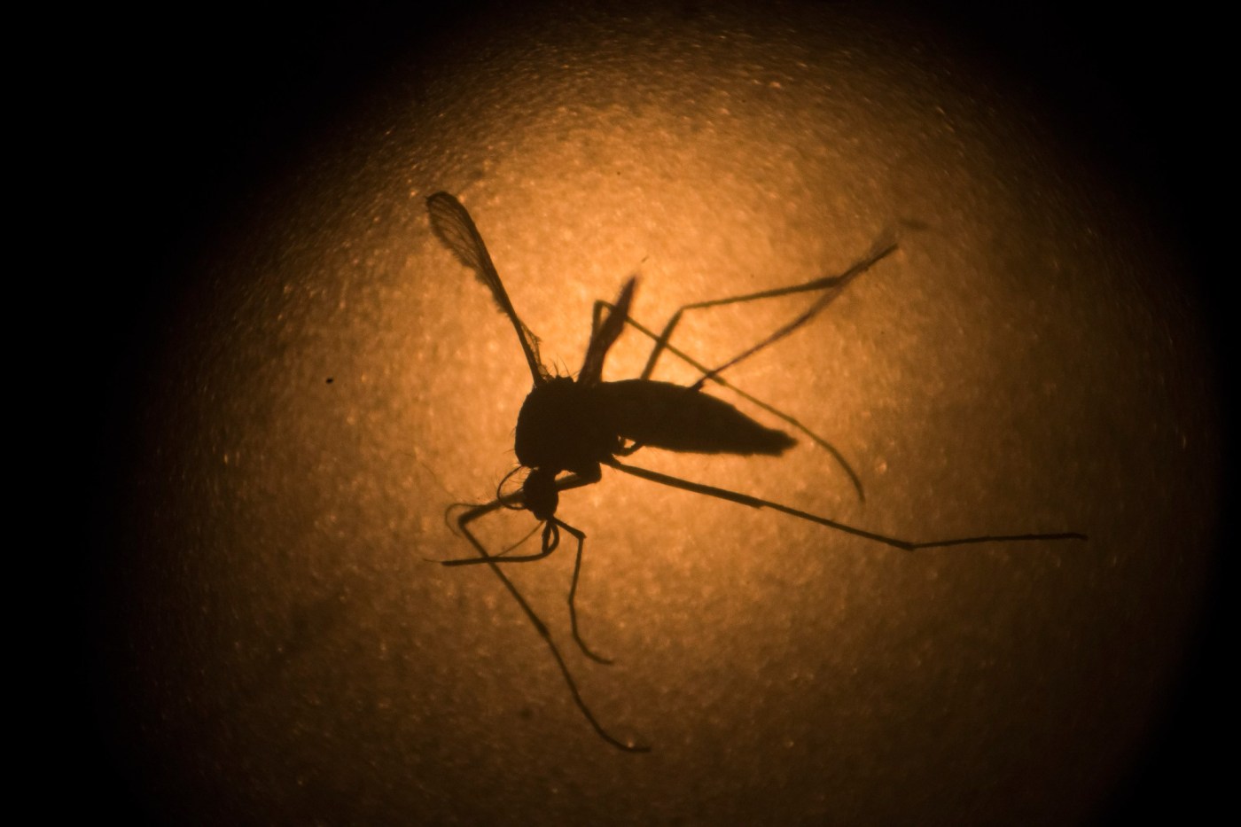 first-locally-acquired-case-of-dengue-virus-reported-in-san-bernardino-county