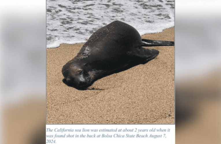 $20,000 reward offered for information on suspect who fatally shot sea lion in Southern California 