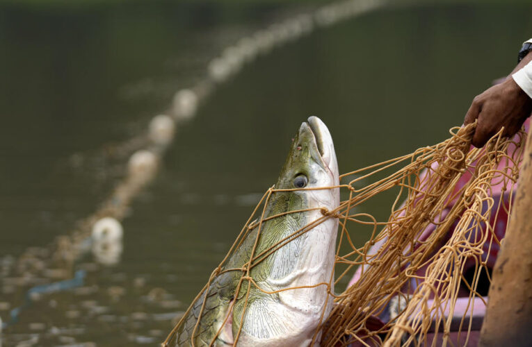 Severe droughts threaten sustainable catch of the Amazon’s giant fish