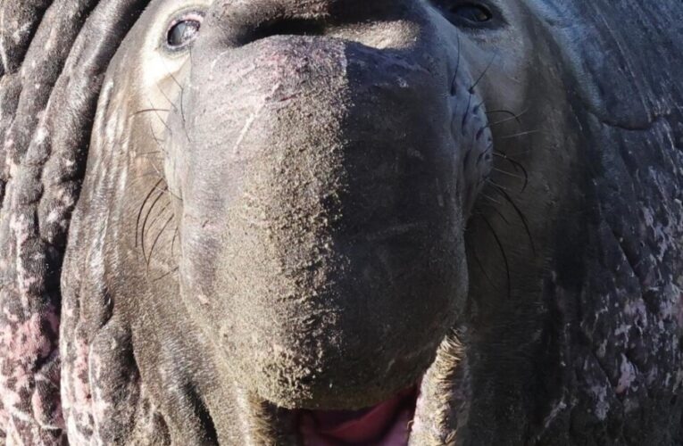 Elephant seal guides, visitors preparing for arrival of first adult male in San Simeon