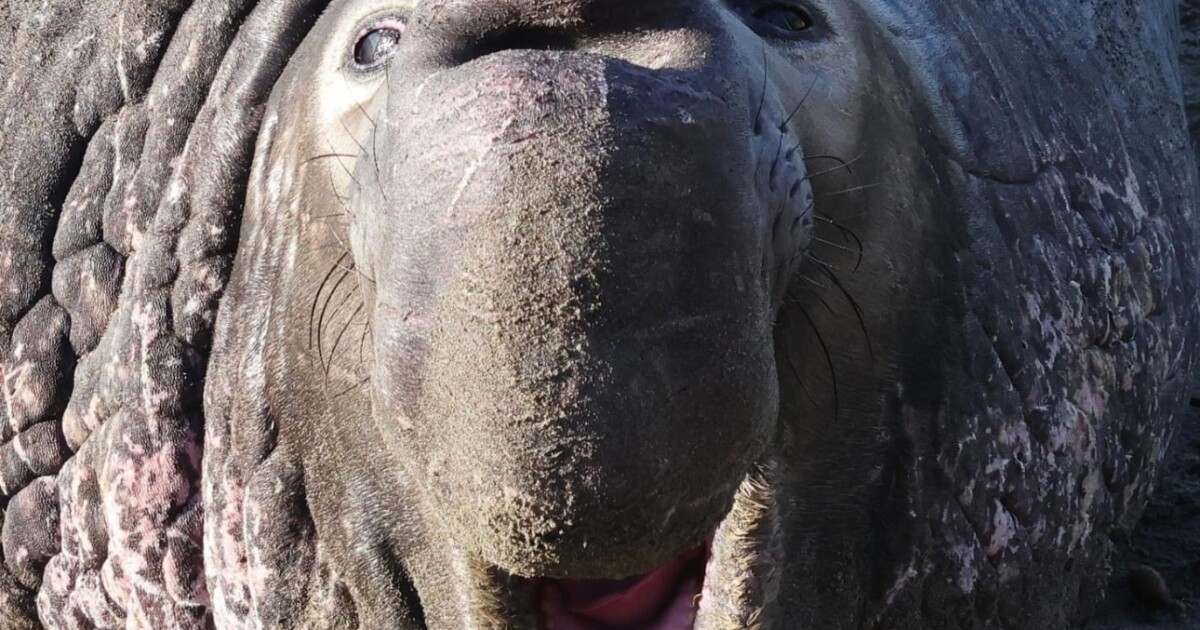 elephant-seal-guides,-visitors-preparing-for-arrival-of-first-adult-male-in-san-simeon