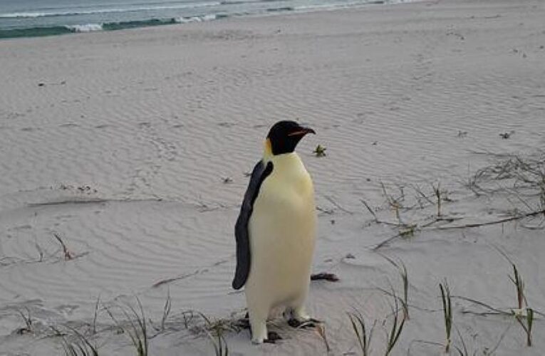 Hungry and far from home, an emperor penguin comes ashore in Australia