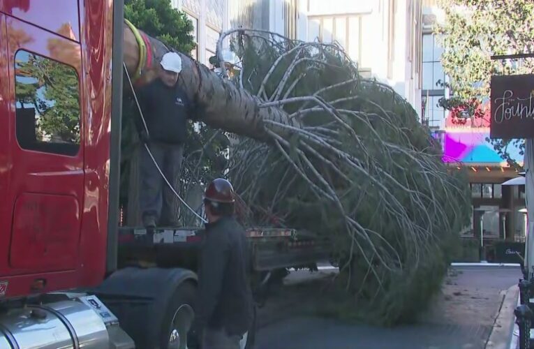 80-year-old Christmas tree arrives at The Grove ahead of holiday season