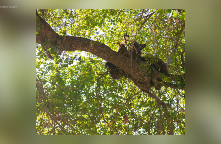 Bear cub spotted in tree outside Southern California high school