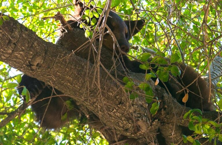 Thousands of Glendale Unified students ordered to shelter-in-place due to  wayward bear cub