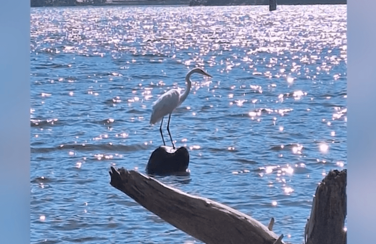 Man, 36, allegedly stones beloved Southern California bird to death