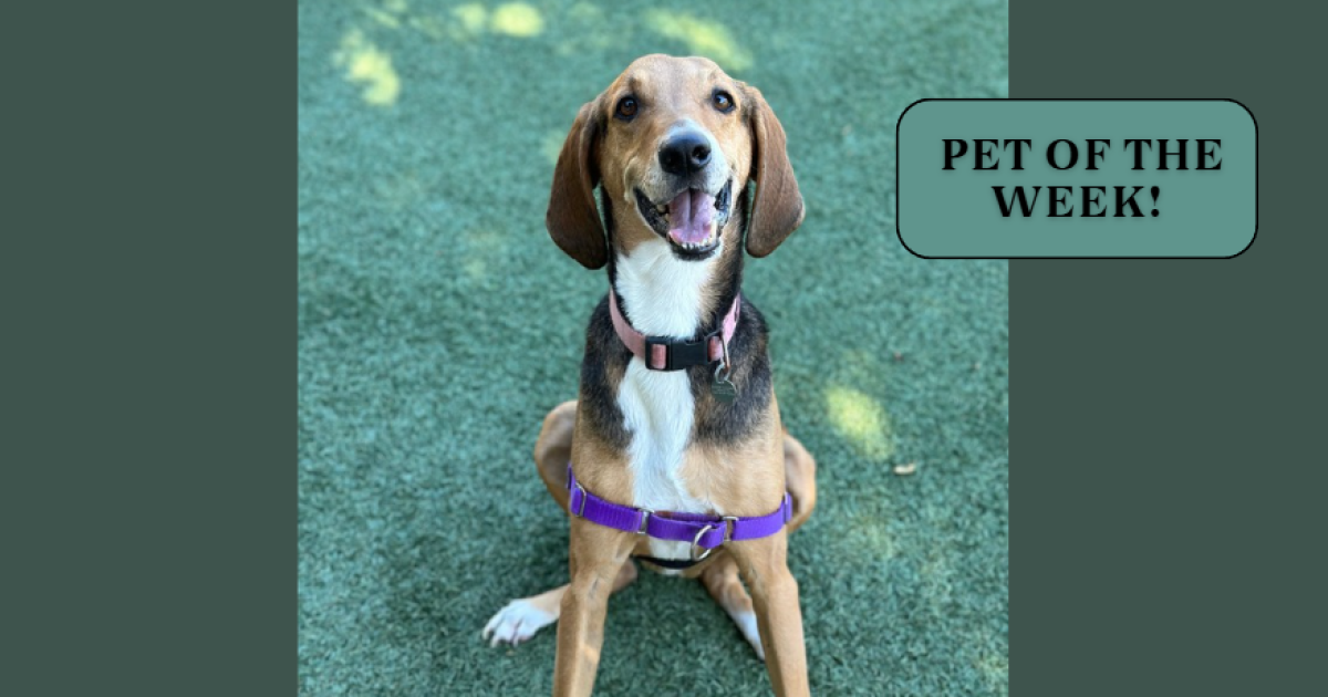 pet-of-the-week:-cooper-the-hound-dog-is-searching-for-a-loving-family