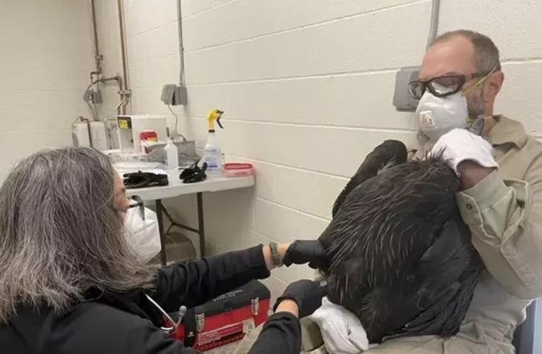 “Alarming”: 1 Condor Undergoing Lead Poisoning Treatment, Others Show Elevated Levels