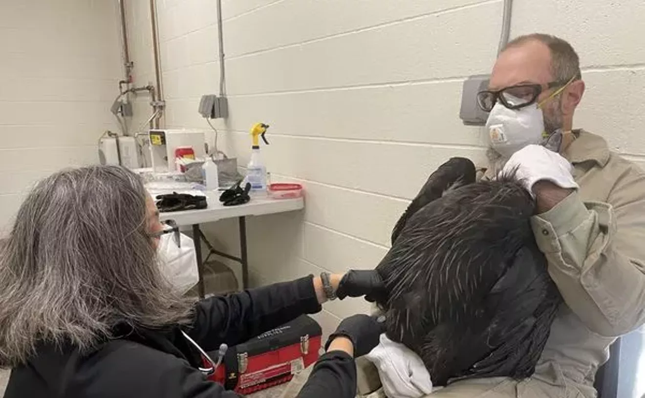 “alarming”:-1-condor-undergoing-lead-poisoning-treatment,-others-show-elevated-levels