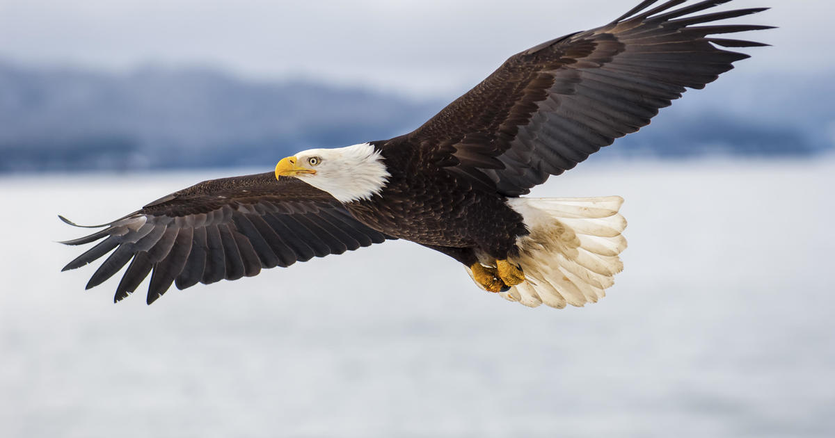 $5,000-reward-offered-after-bald-eagle-shot-and-killed-in-vermont