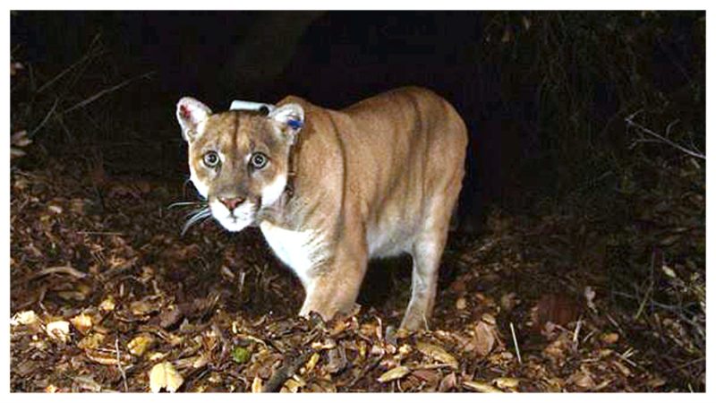 california-mountain-lions-are-adapting-to-human-schedules:-study-shows